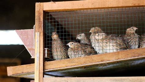 5 Best Quail Cages That Make Raising Quail Easy